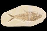 Diplomystus Fossil Fish - Wyoming #91580-1